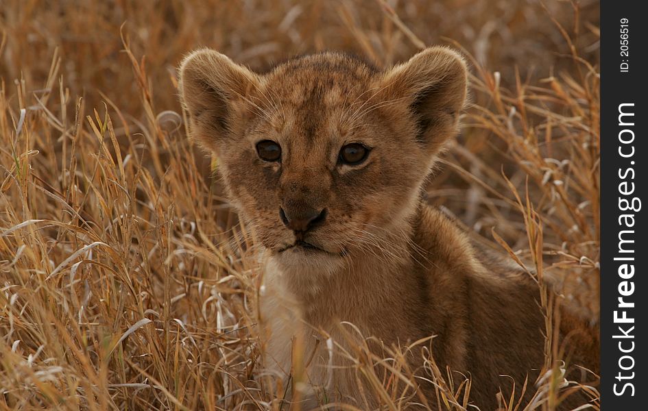 Baby lion in the grass of Serengeti national park of Tanzania.