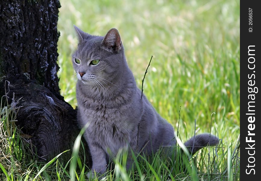 Portrait of a gray cat sitting next to a tree in a green field.