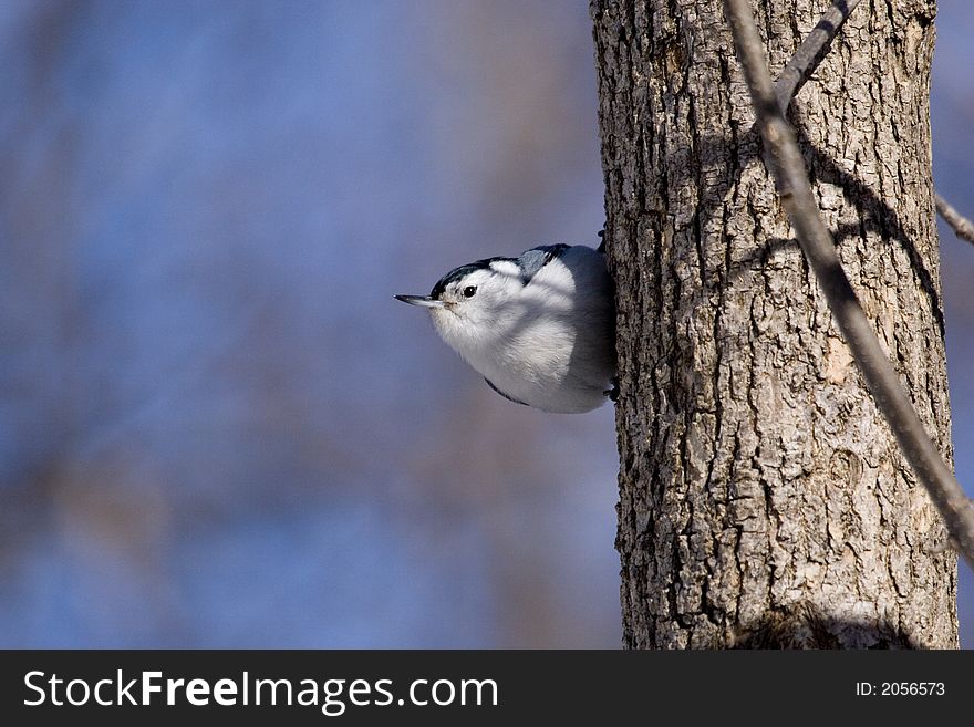 Nuthatches in the forest near Montreal in winter.
