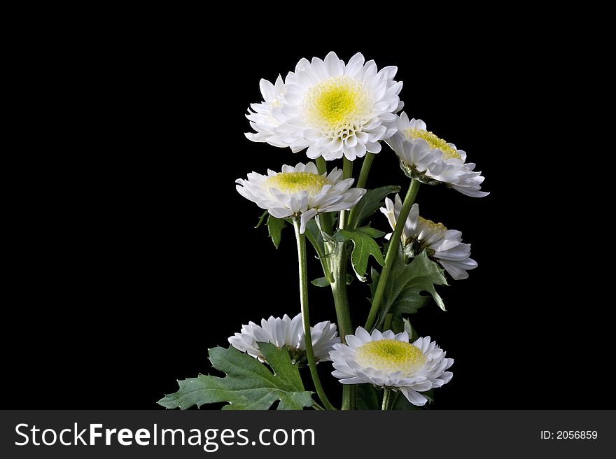 White Daisy against a black background.