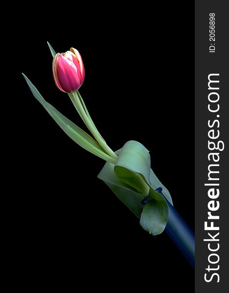 Pink tulip in blue vase with back background.