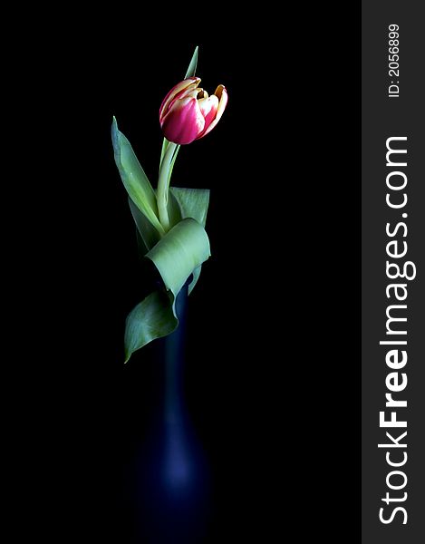 Pink tulip in blue vase with back background.