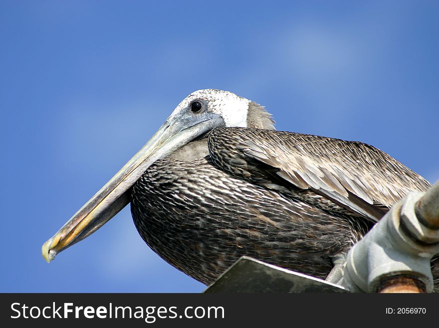 This pelican was a good poser--not a bit camera shy. Picture was taken at the North Carolina coast.