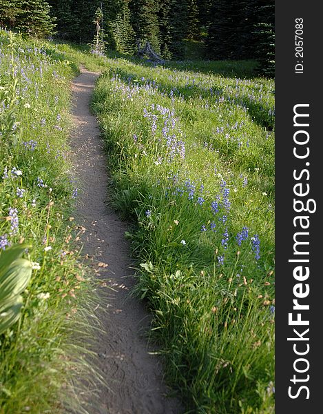 Mountain trail with wild flowers on Mt. Rainier, Washington