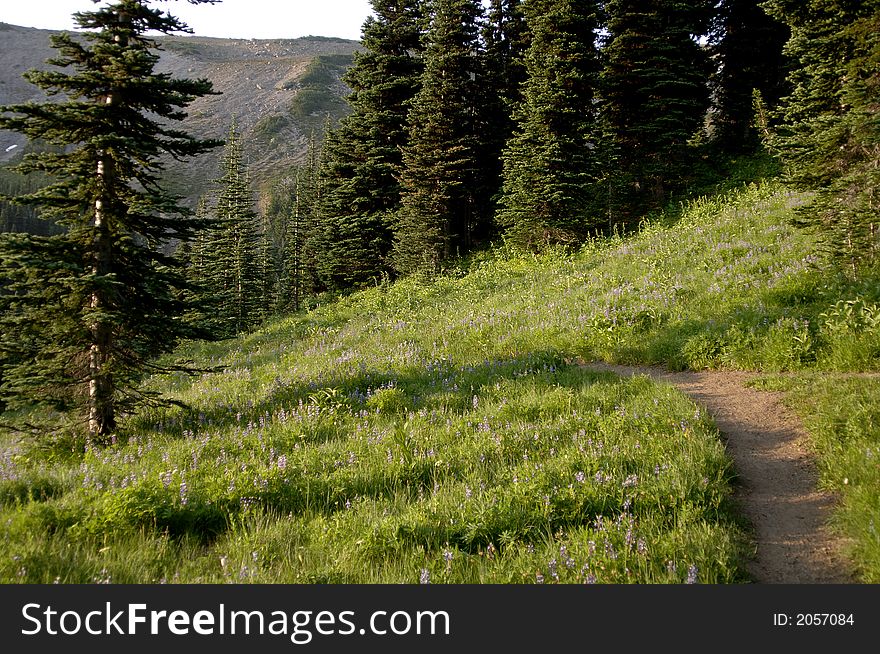 Mountain trail with wild flowers on Mt. Rainier, Washington