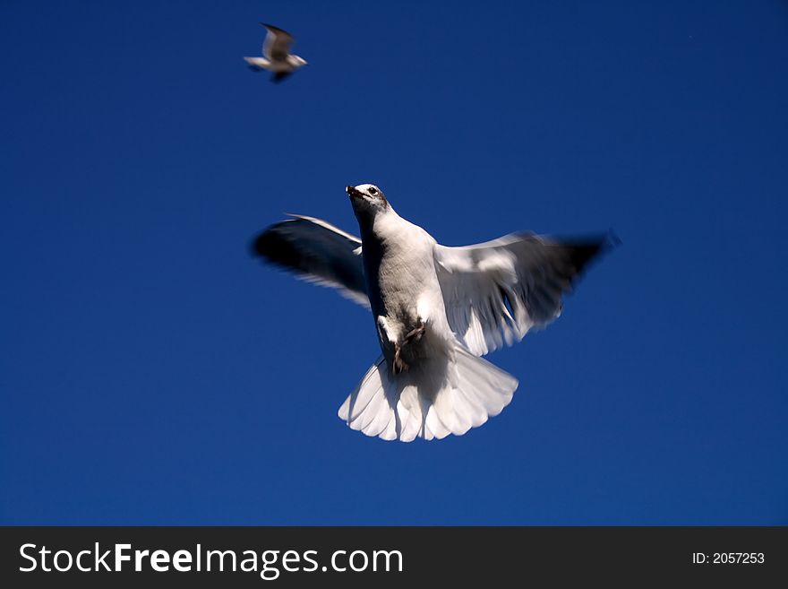 When the sea gulls attack. When the sea gulls attack