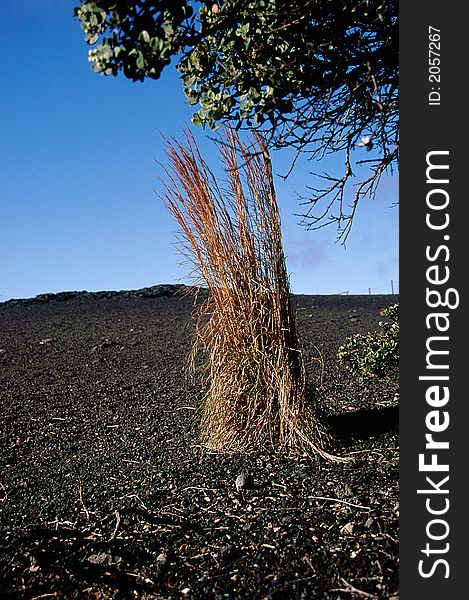 Grasses on slope of cinder cone in Hawaii Volcanos National Park.  Desolation Trail. Grasses on slope of cinder cone in Hawaii Volcanos National Park.  Desolation Trail