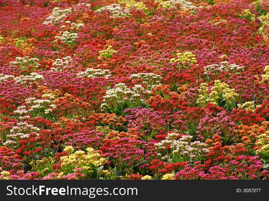 field of flowers