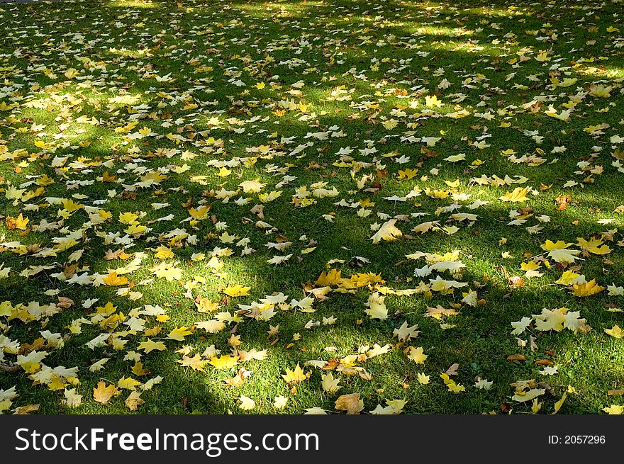 Sun shade and leaves 02