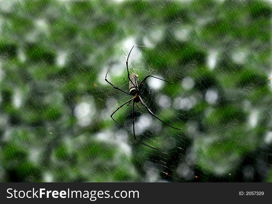 A small spider in the gardens. A small spider in the gardens