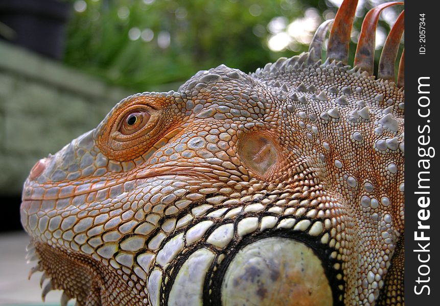 Iguana - Close Up
