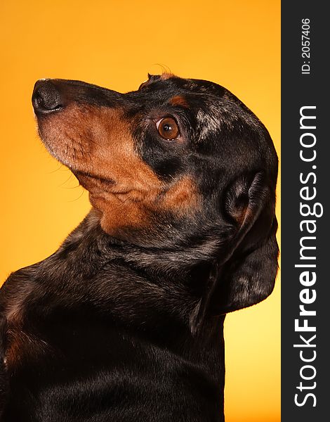 A stock image of a Pedigree Double Dapple Dachshund striking a pose. Yellow background. A stock image of a Pedigree Double Dapple Dachshund striking a pose. Yellow background.