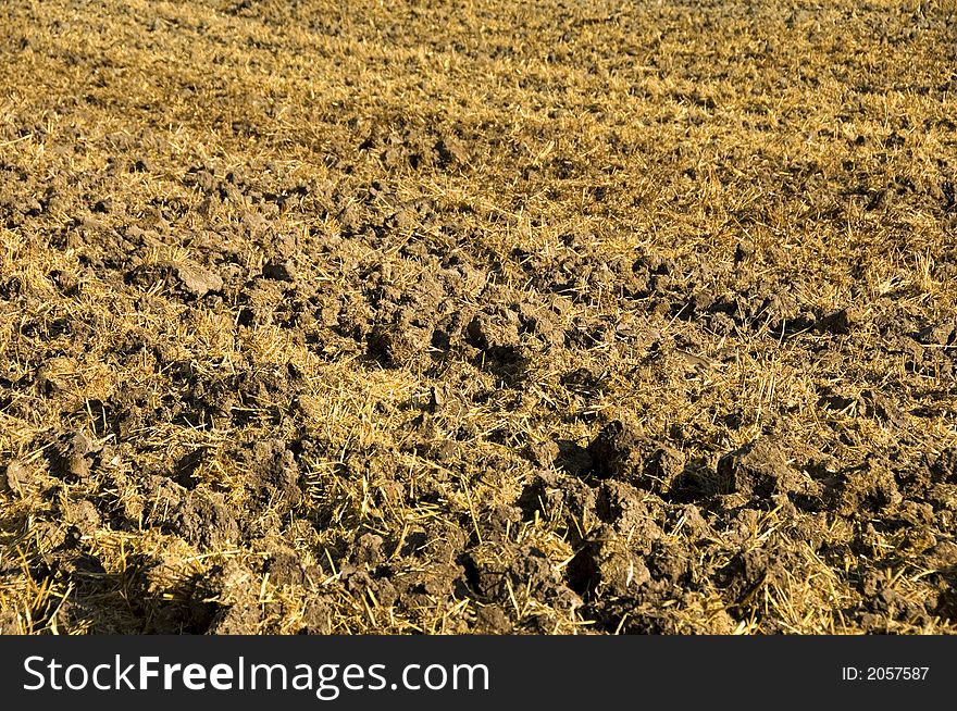 Mulched cereal stubbles in the sunshine. With space for copy. Mulched cereal stubbles in the sunshine. With space for copy.