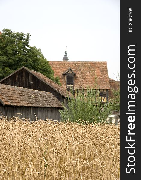 Spelt, an old wheat variety in front of an old-fashioned village-scenery.