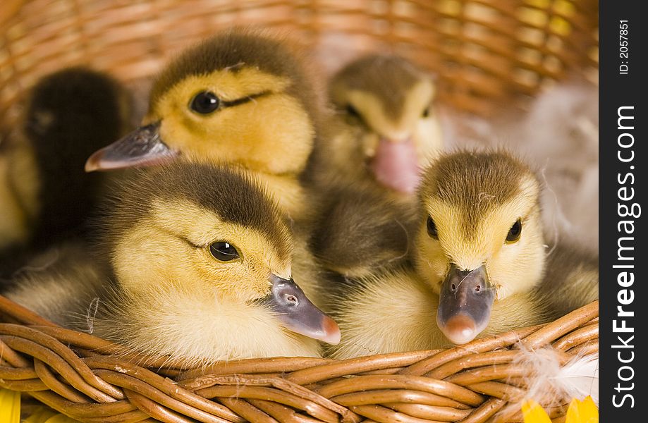 Easter Ducks