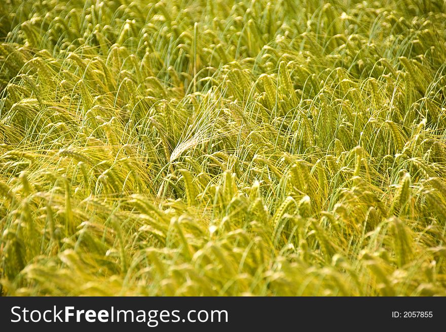 Green rye ears shining in the sunshine. Green rye ears shining in the sunshine.