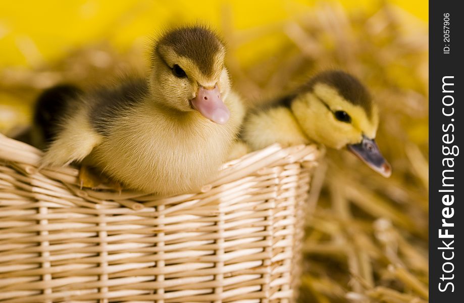 Easter ducks