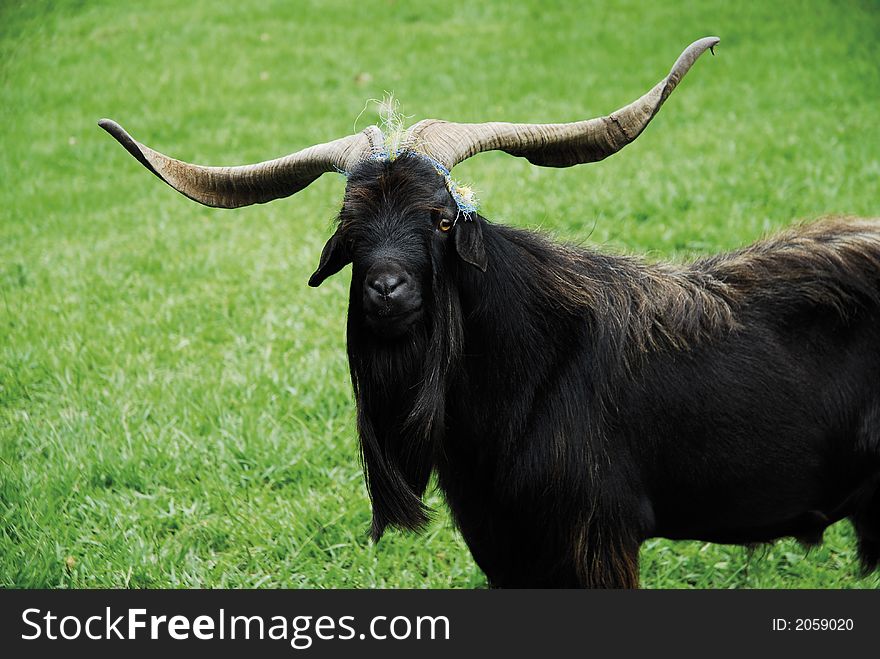 A Bolivian Male Goat in Santa Cruz country side