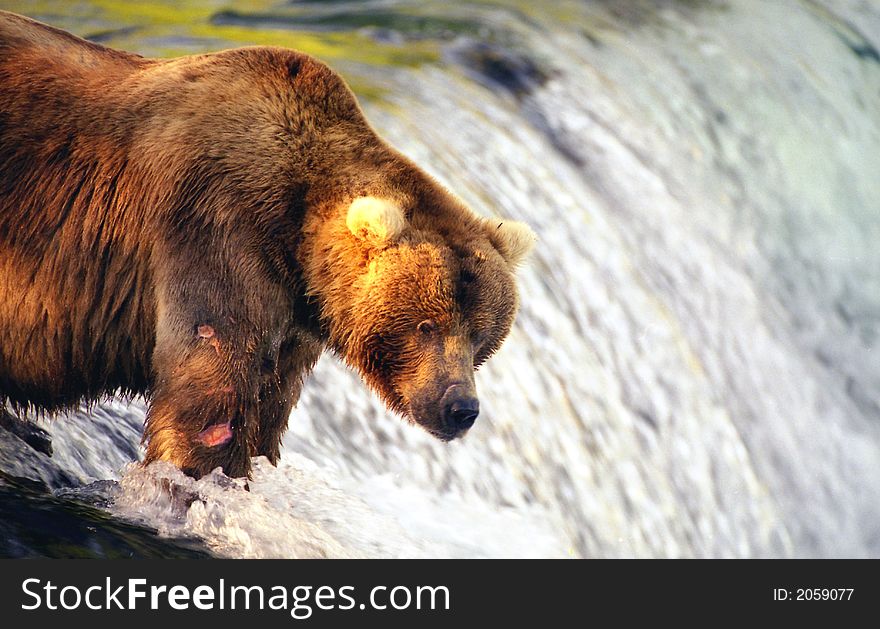 Brown bear waiting for salmon from atop of Brooks Falls, Alaska. Brown bear waiting for salmon from atop of Brooks Falls, Alaska