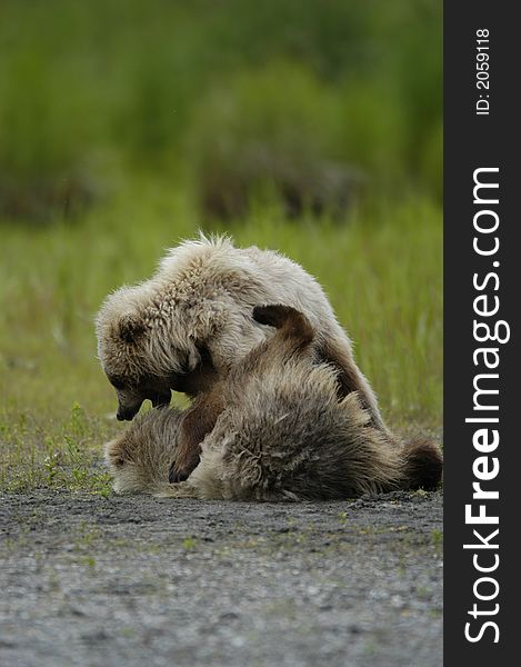 Two brown bear cubs playing in Alaska