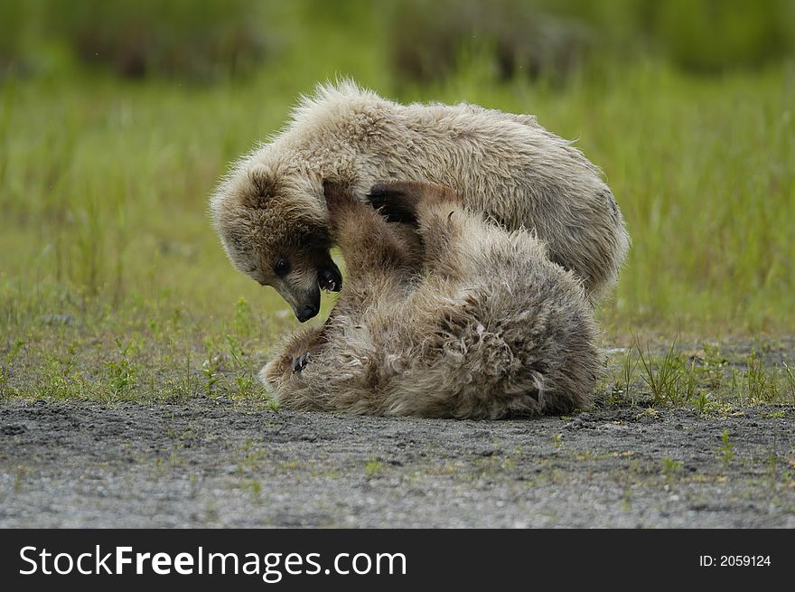 Two Brown Bear Cubs Playing