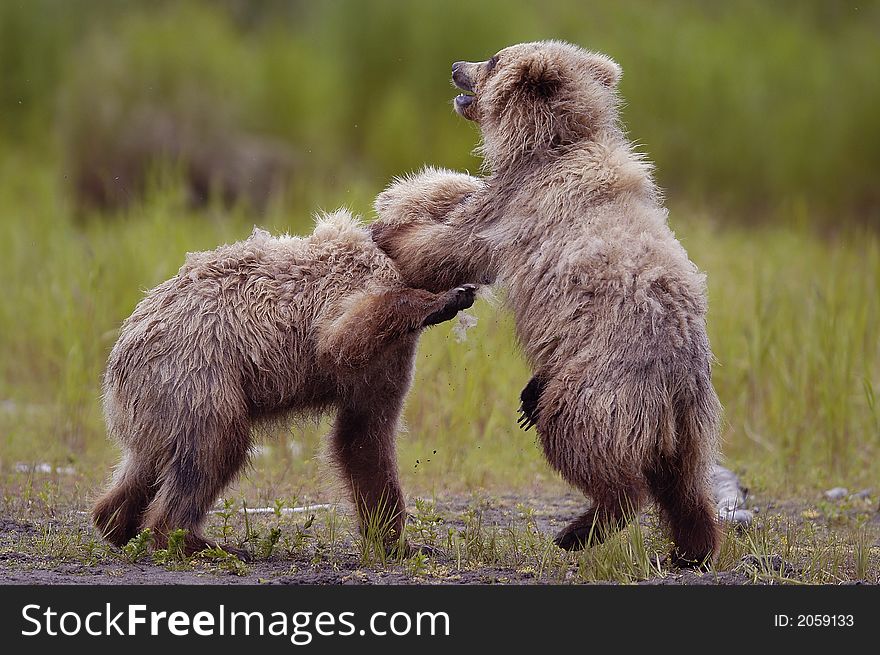 Two brown bear cubs playing in Alaska