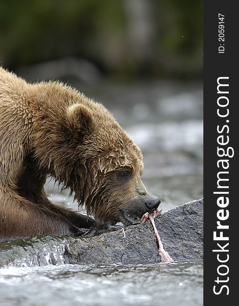 Brown bear ripping up salmon