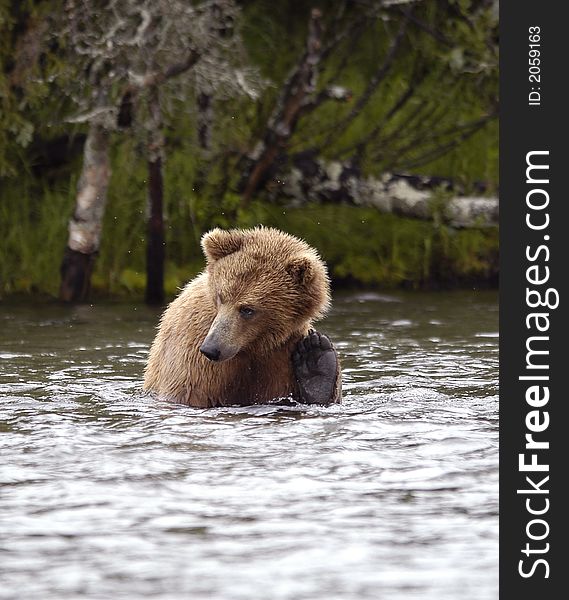 Brown Bear Scratching Ear