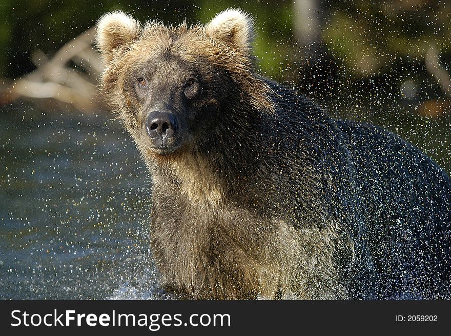 Brown bear and water spray from Brooks River
