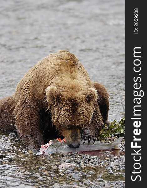 Brown bear eating salmon