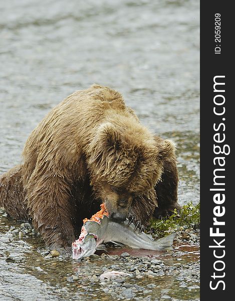 Brown bear eating salmon on the bank of Brooks River