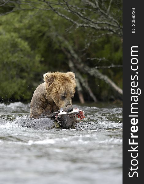 Brown bear eating salmon