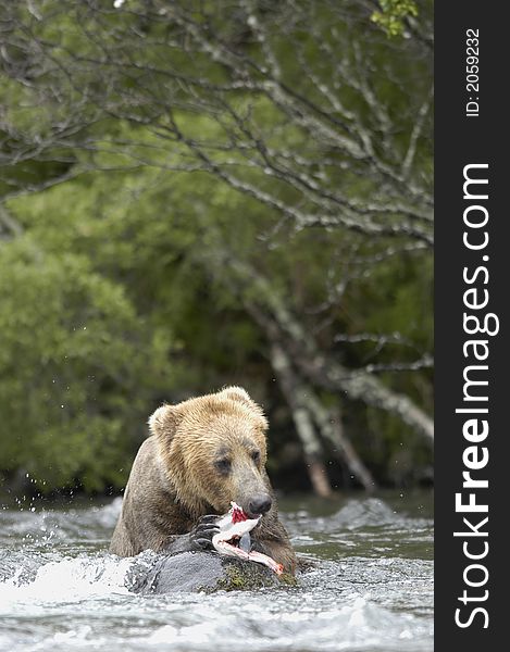 Brown bear eating salmon on the bank of Brooks River