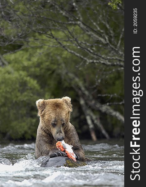 Brown Bear Eating Salmon