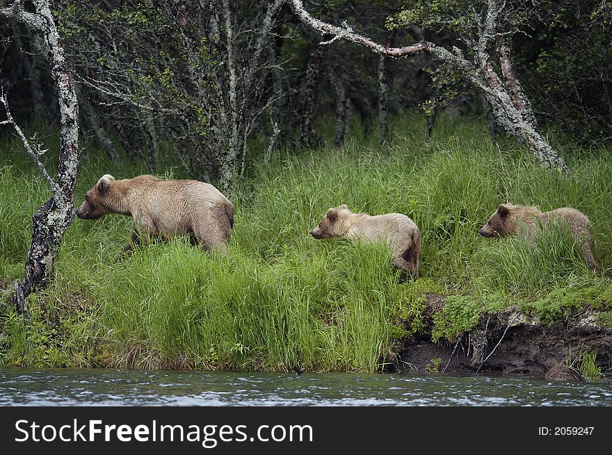 Brown bear sow and her two cubs