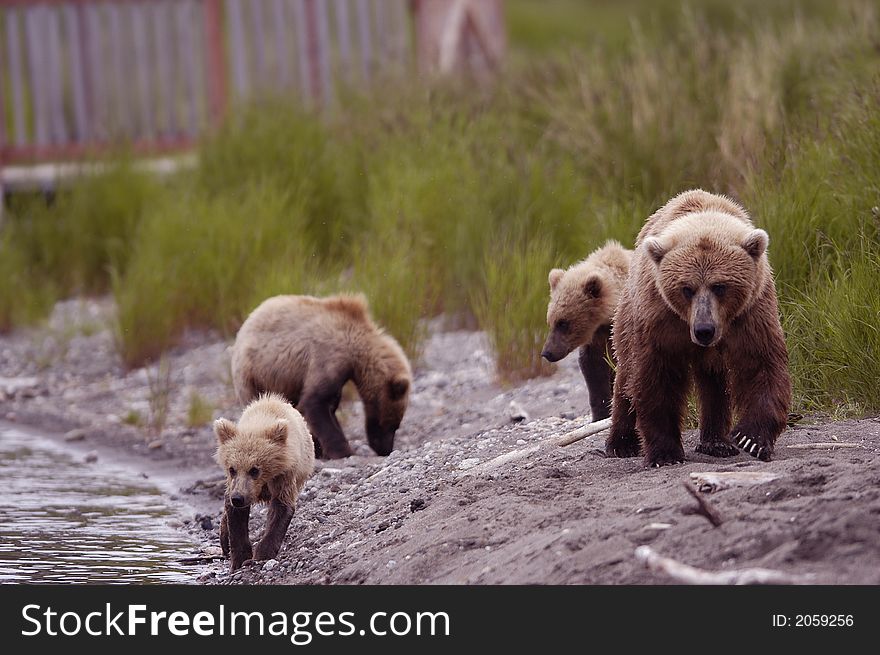 Brown bear sow with her three cubs