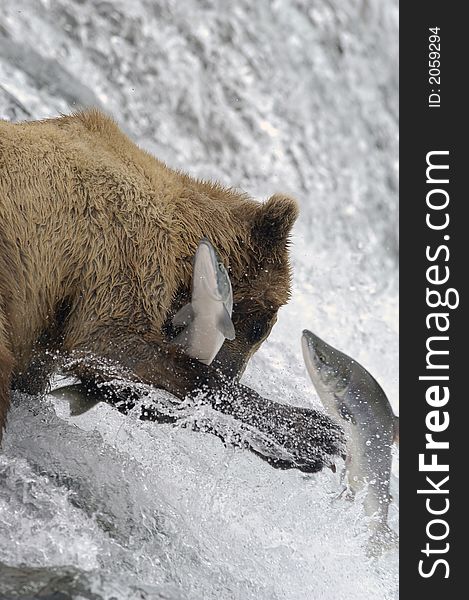 Brown bear trying to catch salmon while standing on top of Brooks Falls in Alaska