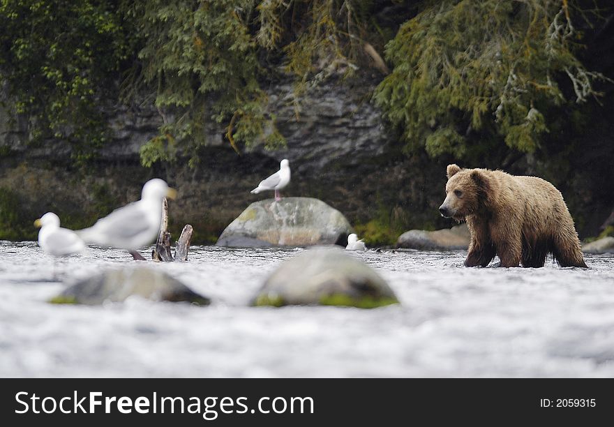 Brown bear standing in Brooks River, Alaska just below Brooks Falls.
