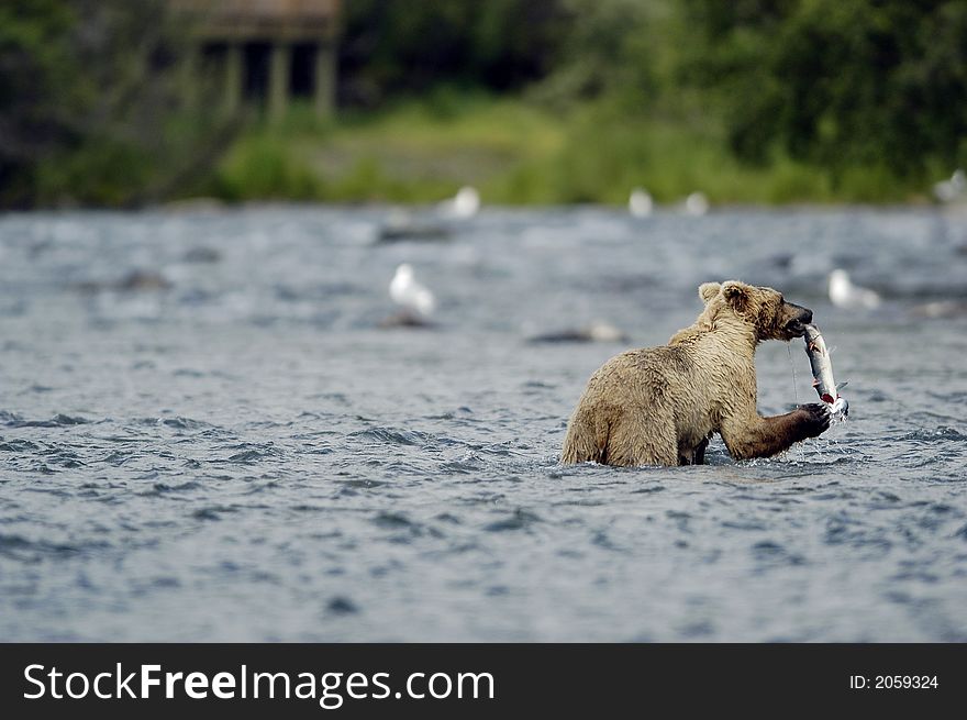 Brown Bear Standing In Brooks River