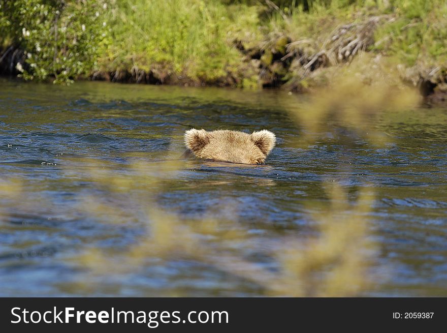 Brown bear floating down river with head in the water looking for salmon