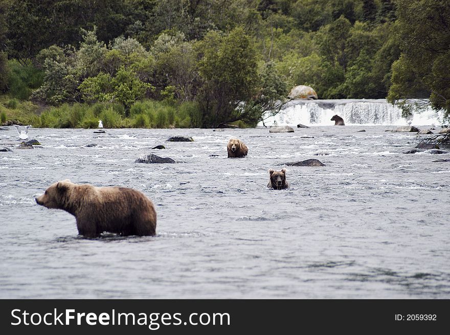 Four Brown Bears Hunting In Brooks River