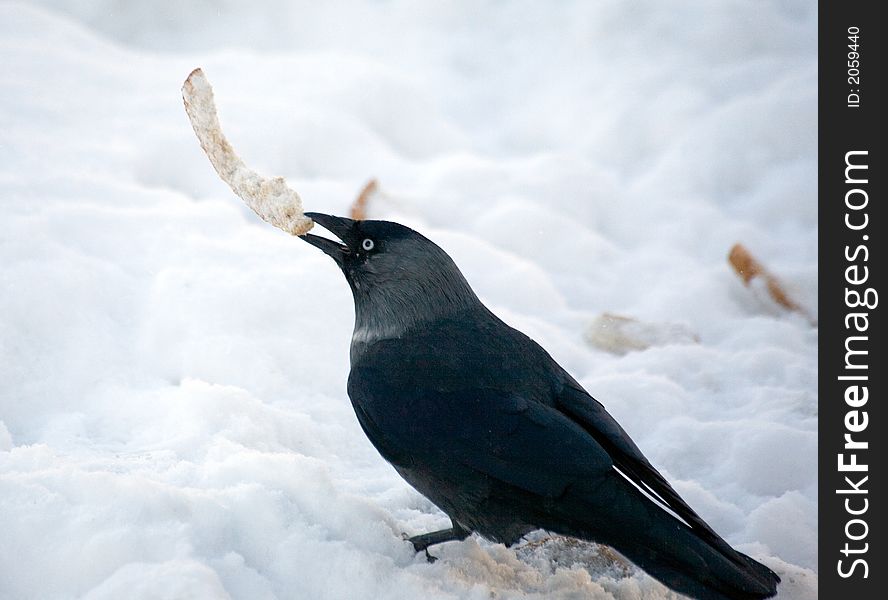 Jackdaw with a piece of bread on a background of a snow. Jackdaw with a piece of bread on a background of a snow