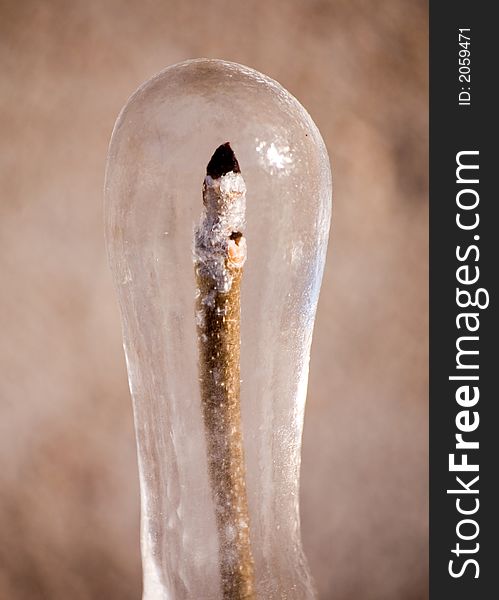 The tree chained in an transparency ice