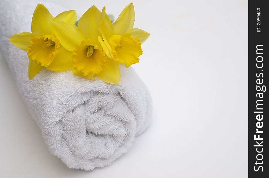 Spring yellow daffodils on crisp white bath towel in Bathroom or spa. Spring yellow daffodils on crisp white bath towel in Bathroom or spa