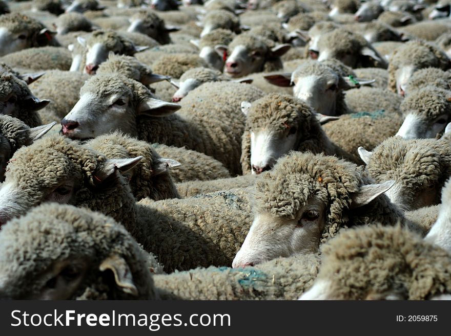 Large herd of sheep heading south for winter pasture. Large herd of sheep heading south for winter pasture