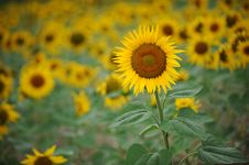 Yellow Sunflowers Royalty Free Stock Photography Yellow Sunflowers Royalty Free Stock Photography