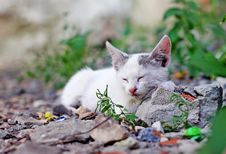 Little Kitten  On The Grass Close Up Royalty Free Stock Image