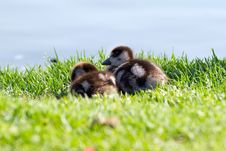 Baby Ducklings Royalty Free Stock Photography Baby Ducklings Royalty Free Stock Photography