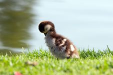 Duckling Royalty Free Stock Image