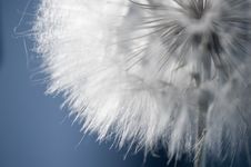 Dandelion Fluff Macro Royalty Free Stock Photography Dandelion Fluff Macro Royalty Free Stock Photography